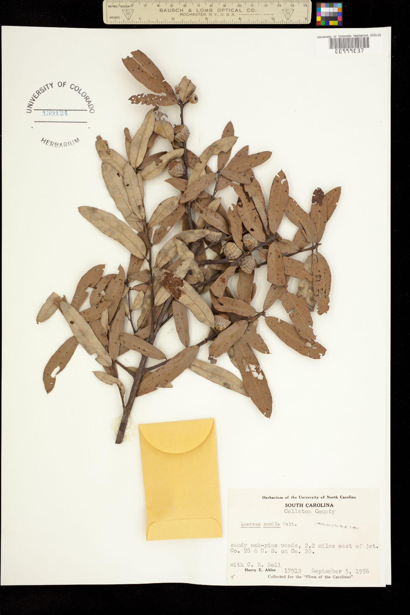 Quercus image