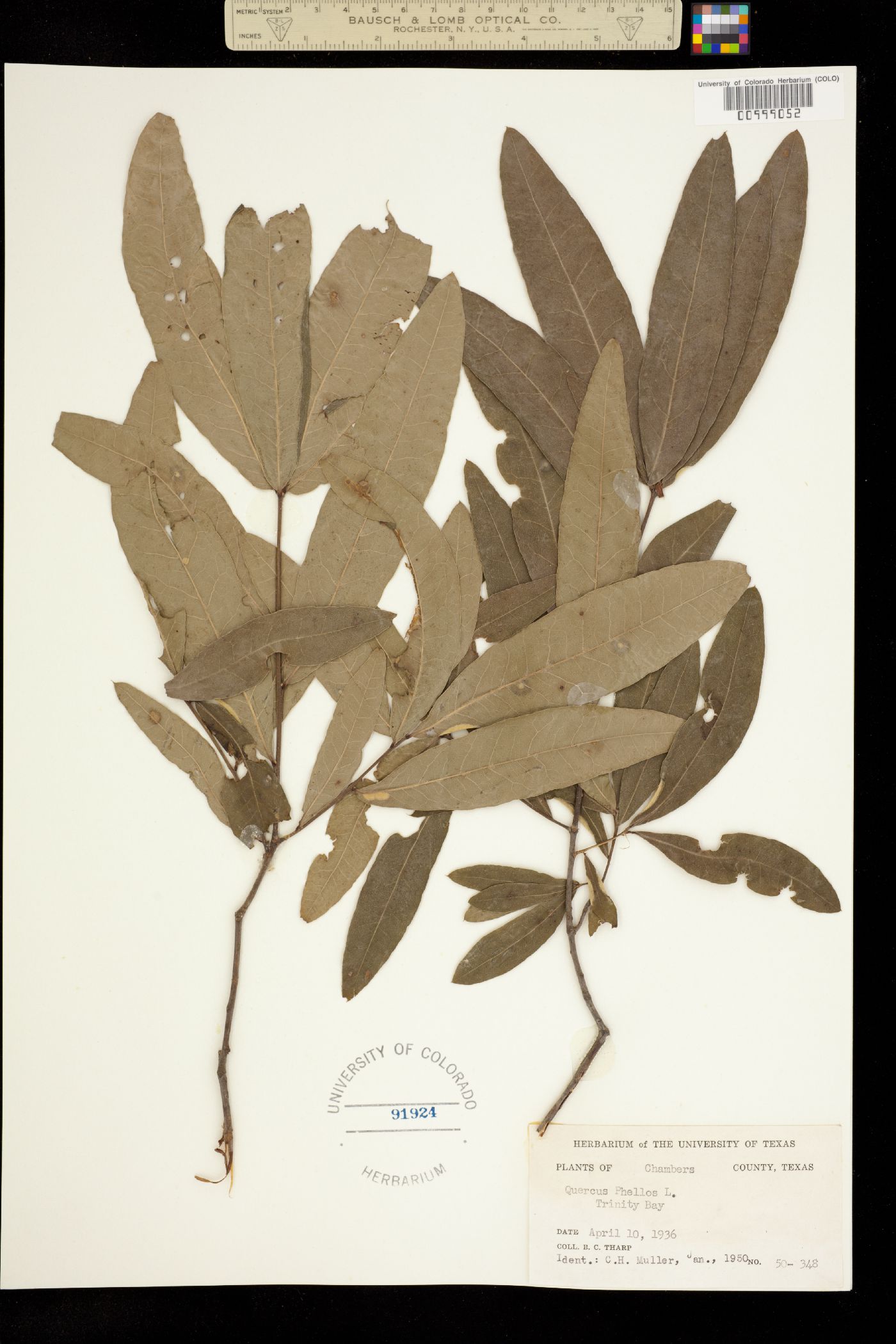 Quercus phellos image