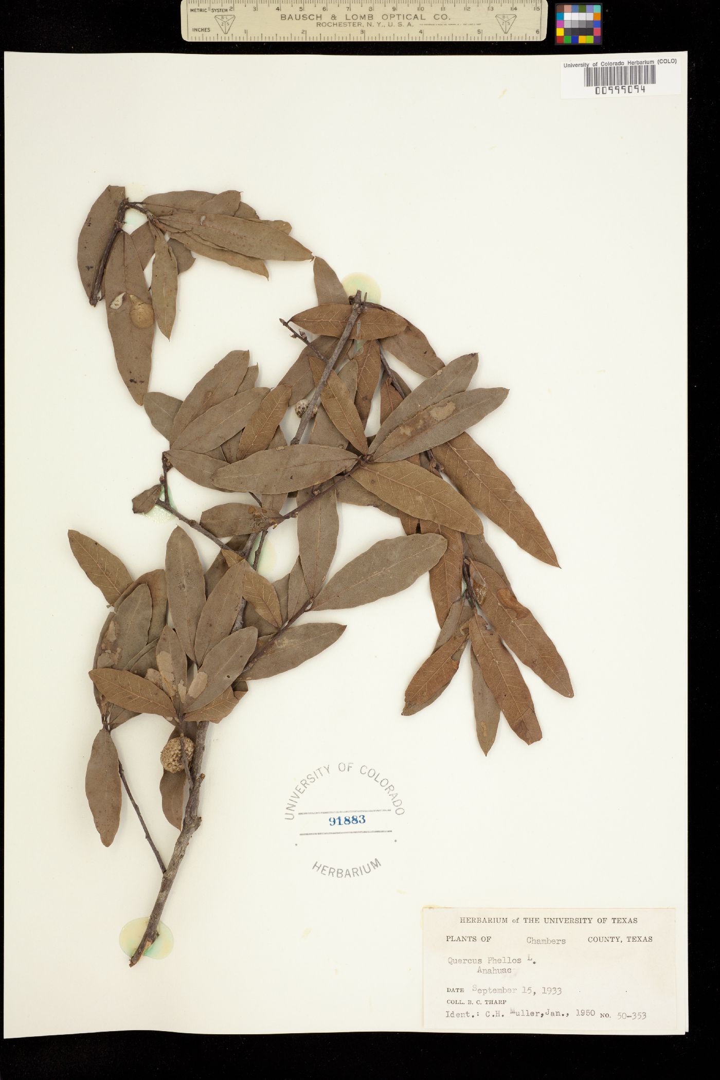 Quercus phellos image