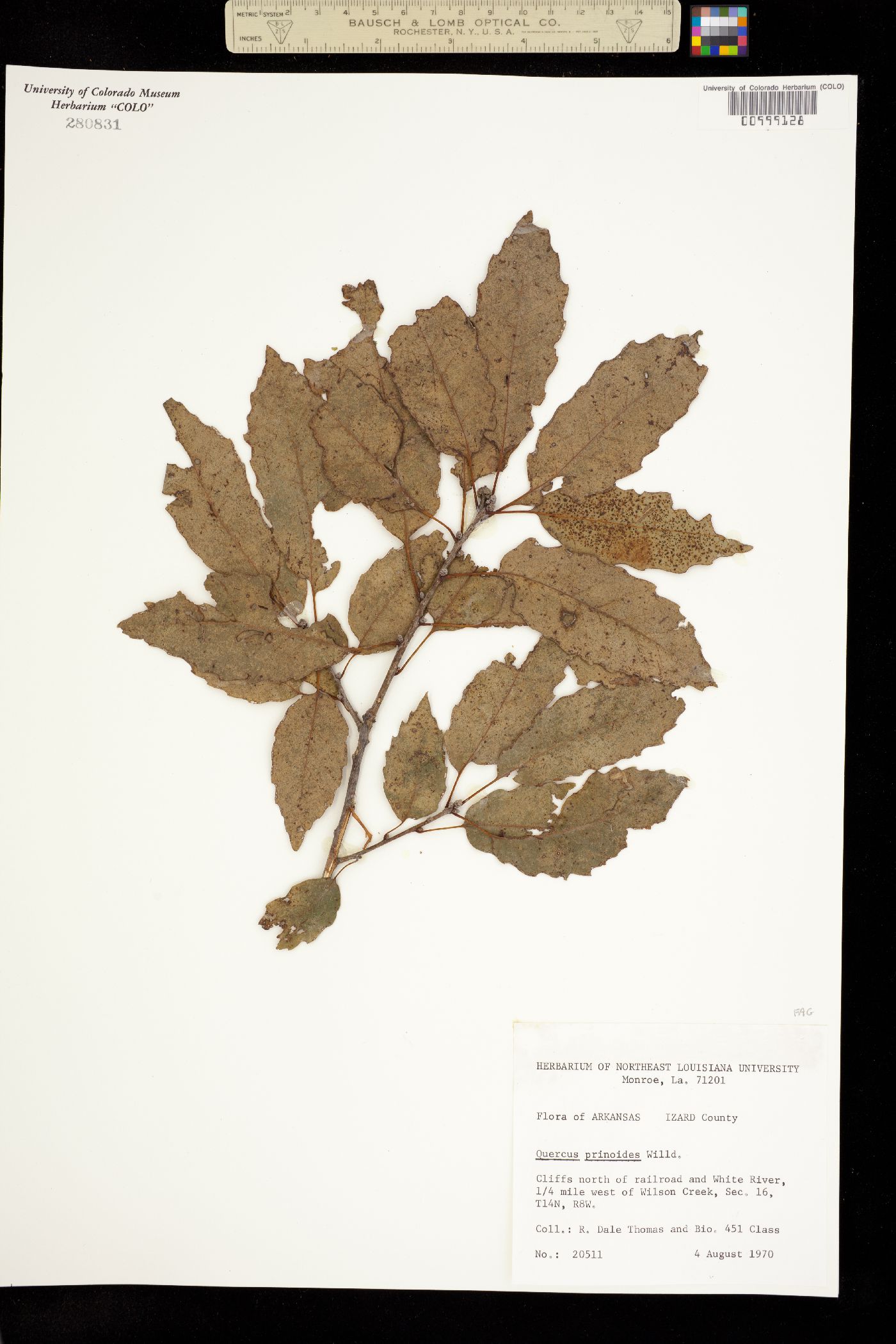 Quercus prinoides image