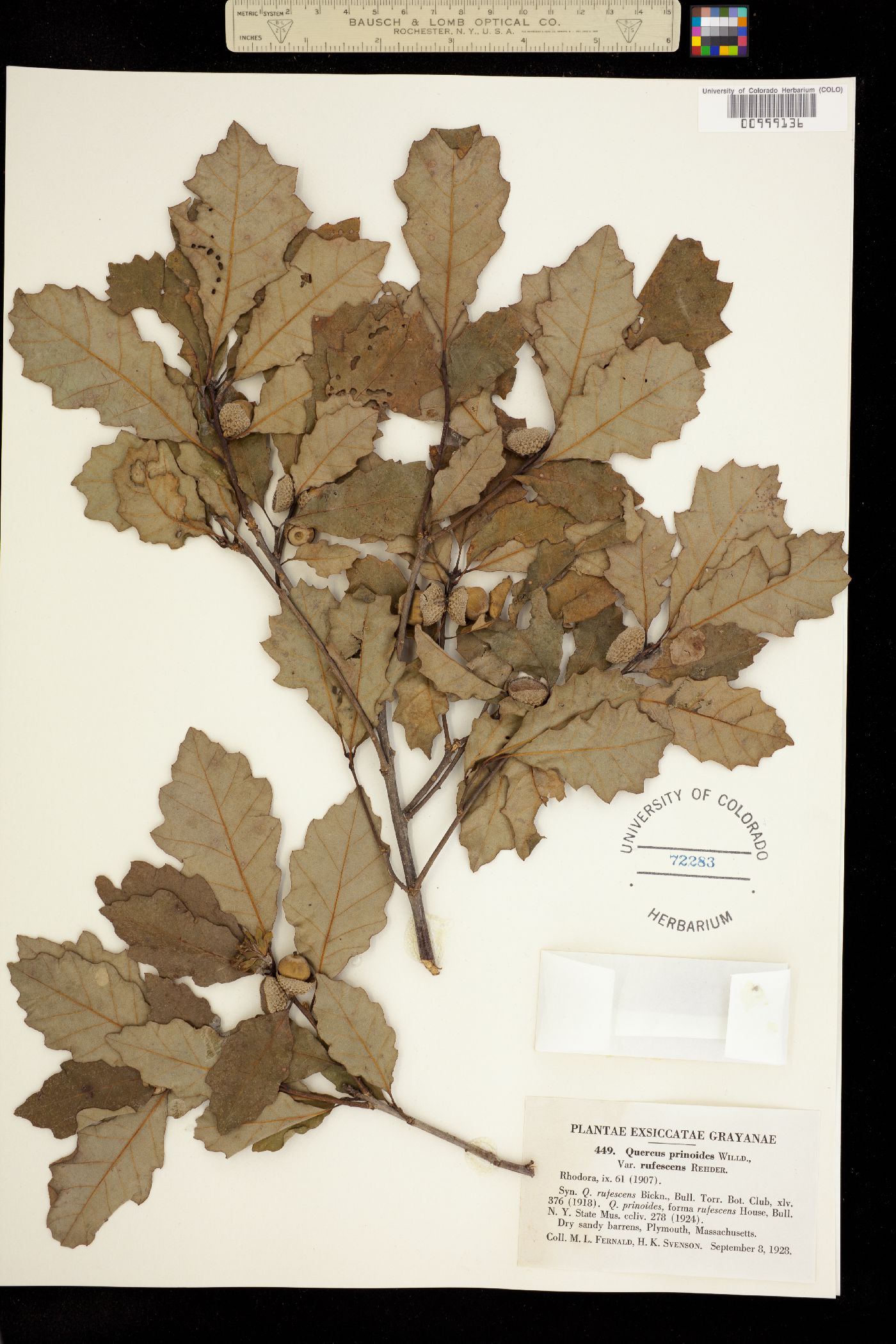 Quercus prinoides image