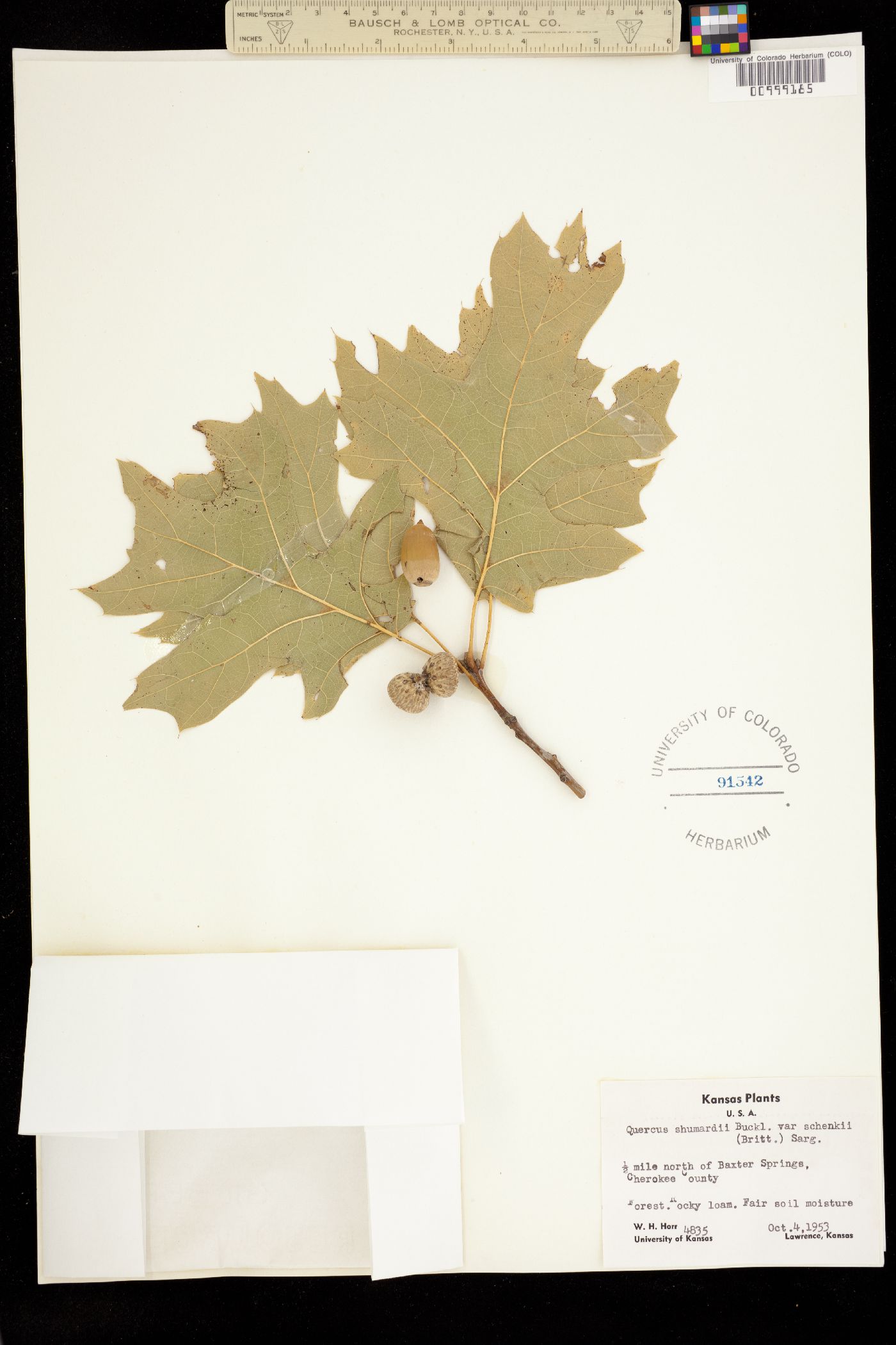 Quercus shumardii image