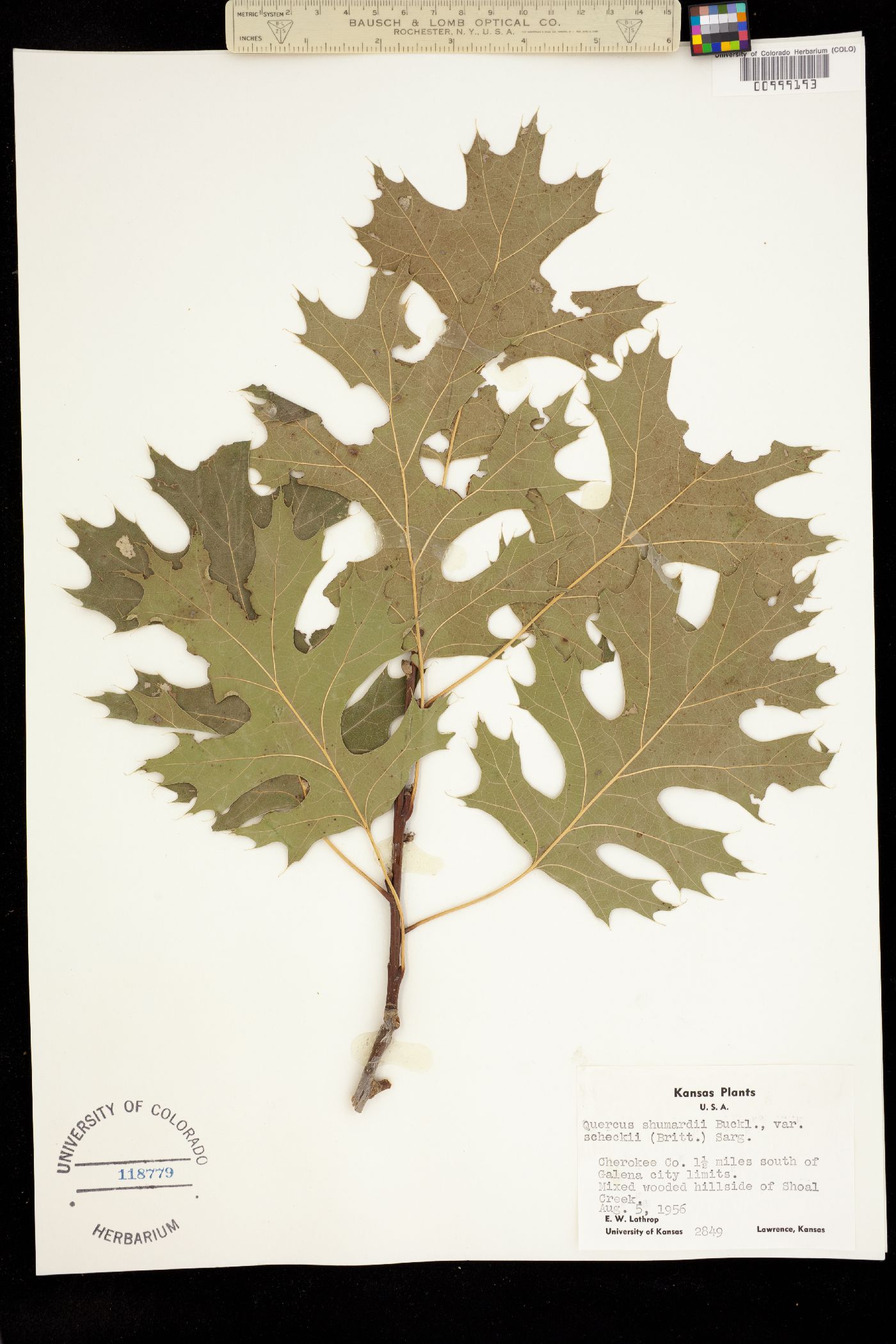 Quercus shumardii image