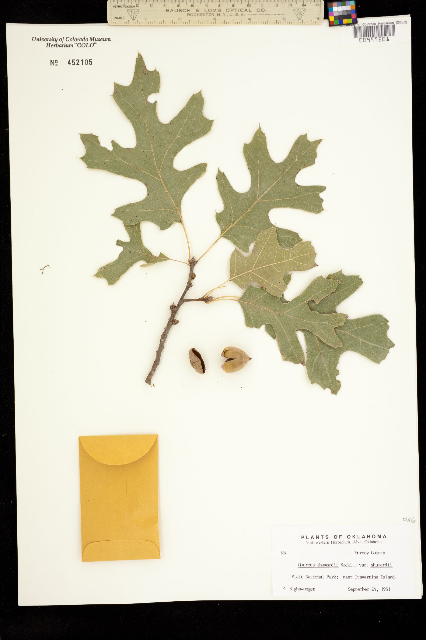 Quercus shumardii image