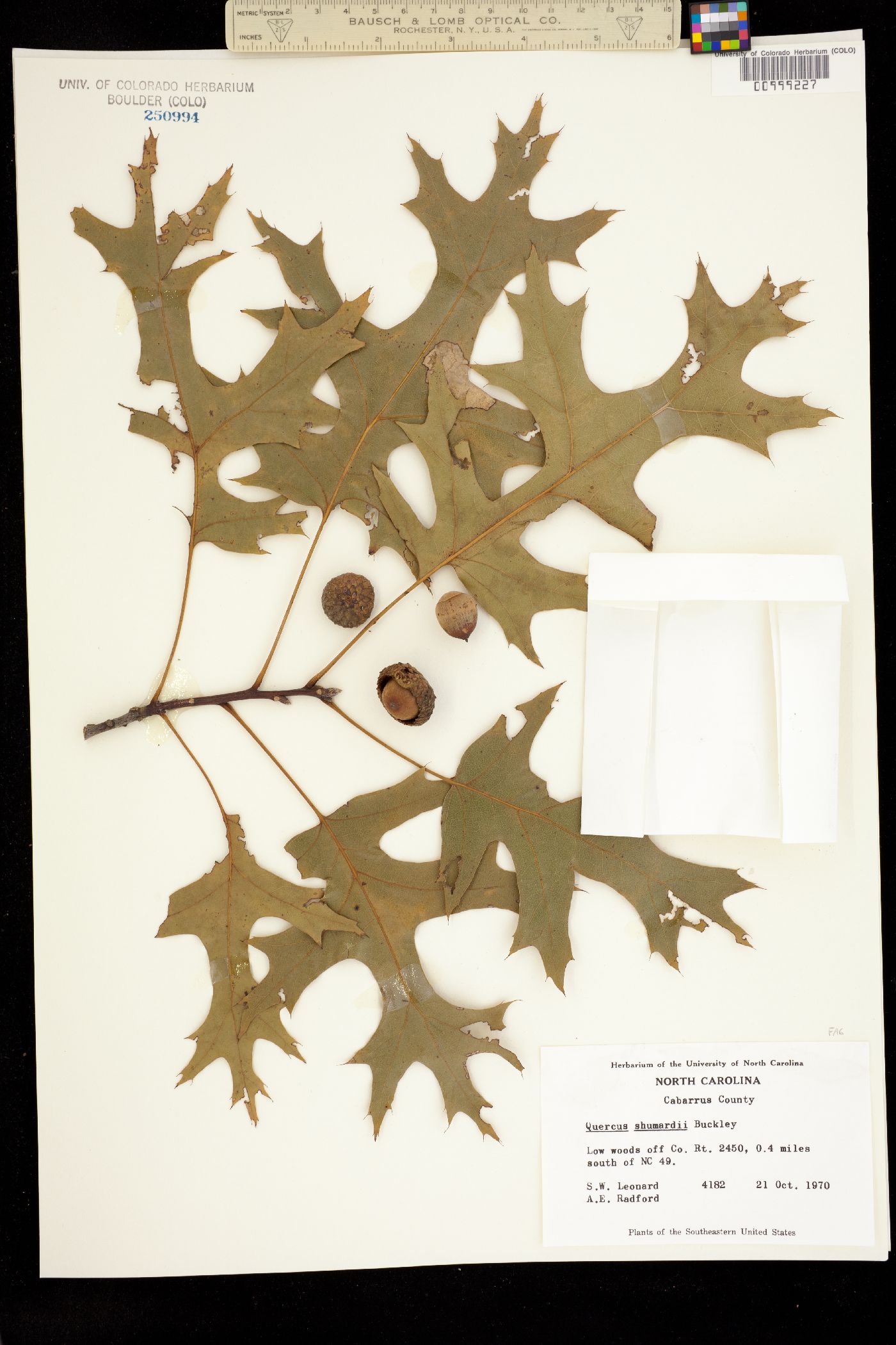 Quercus shumardii image