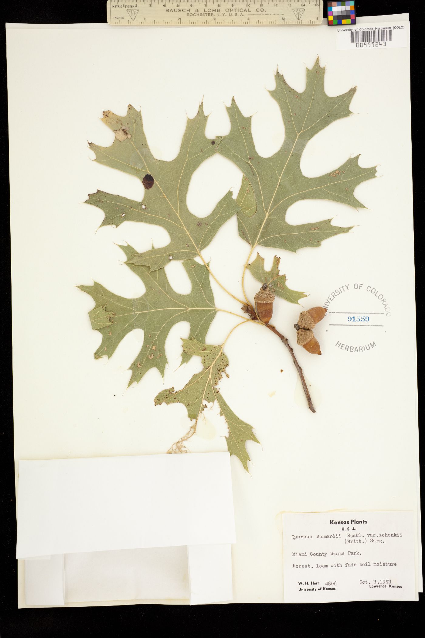 Quercus shumardii image