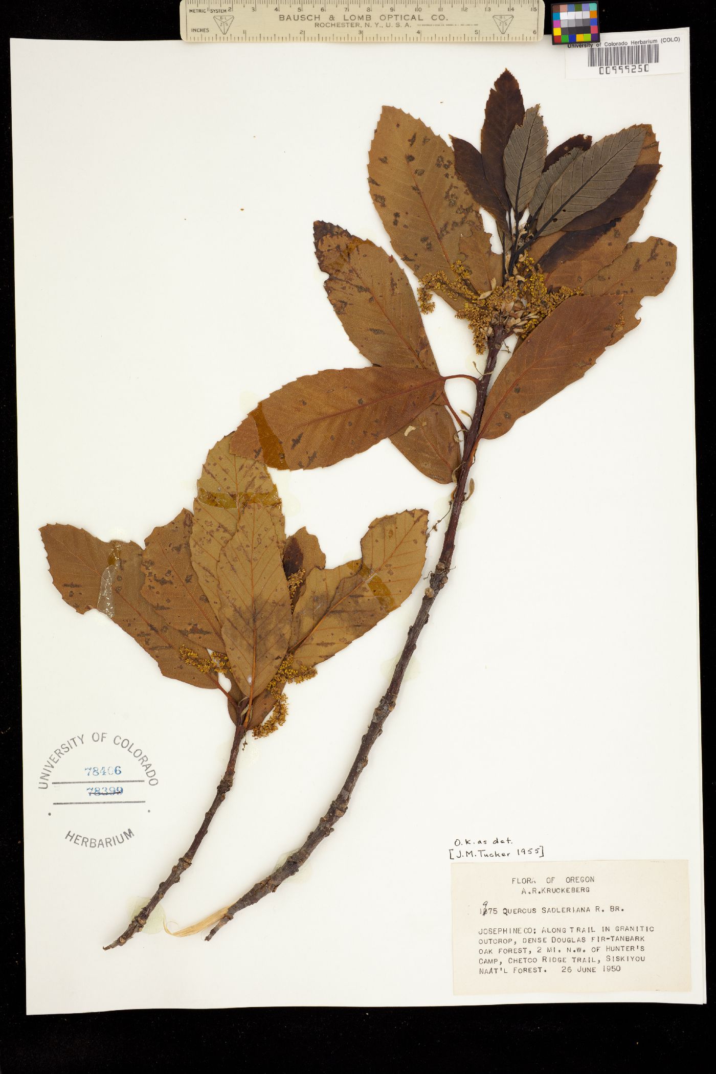 Quercus sadleriana image