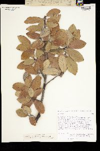 Quercus sideroxyla image