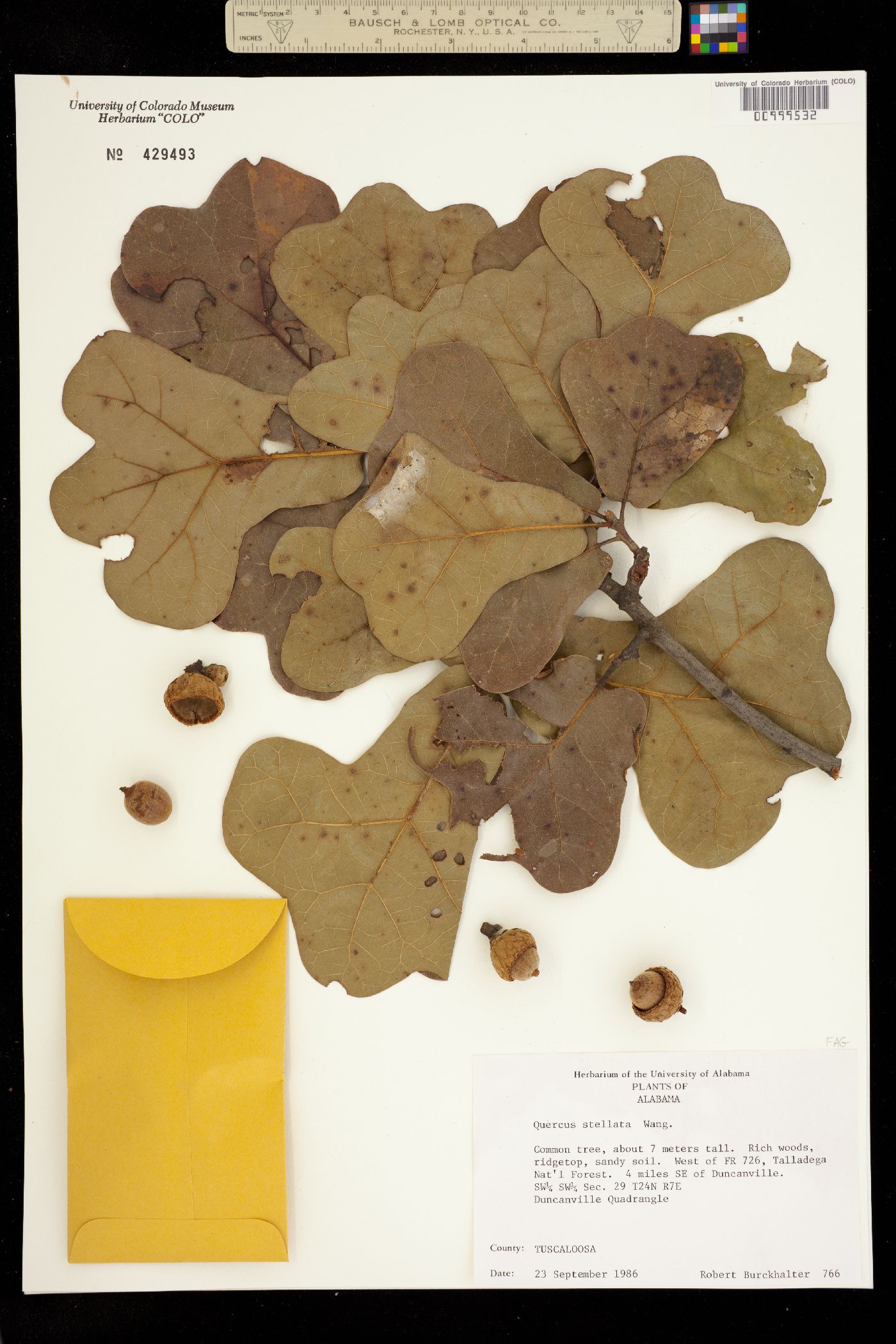 Quercus stellata image