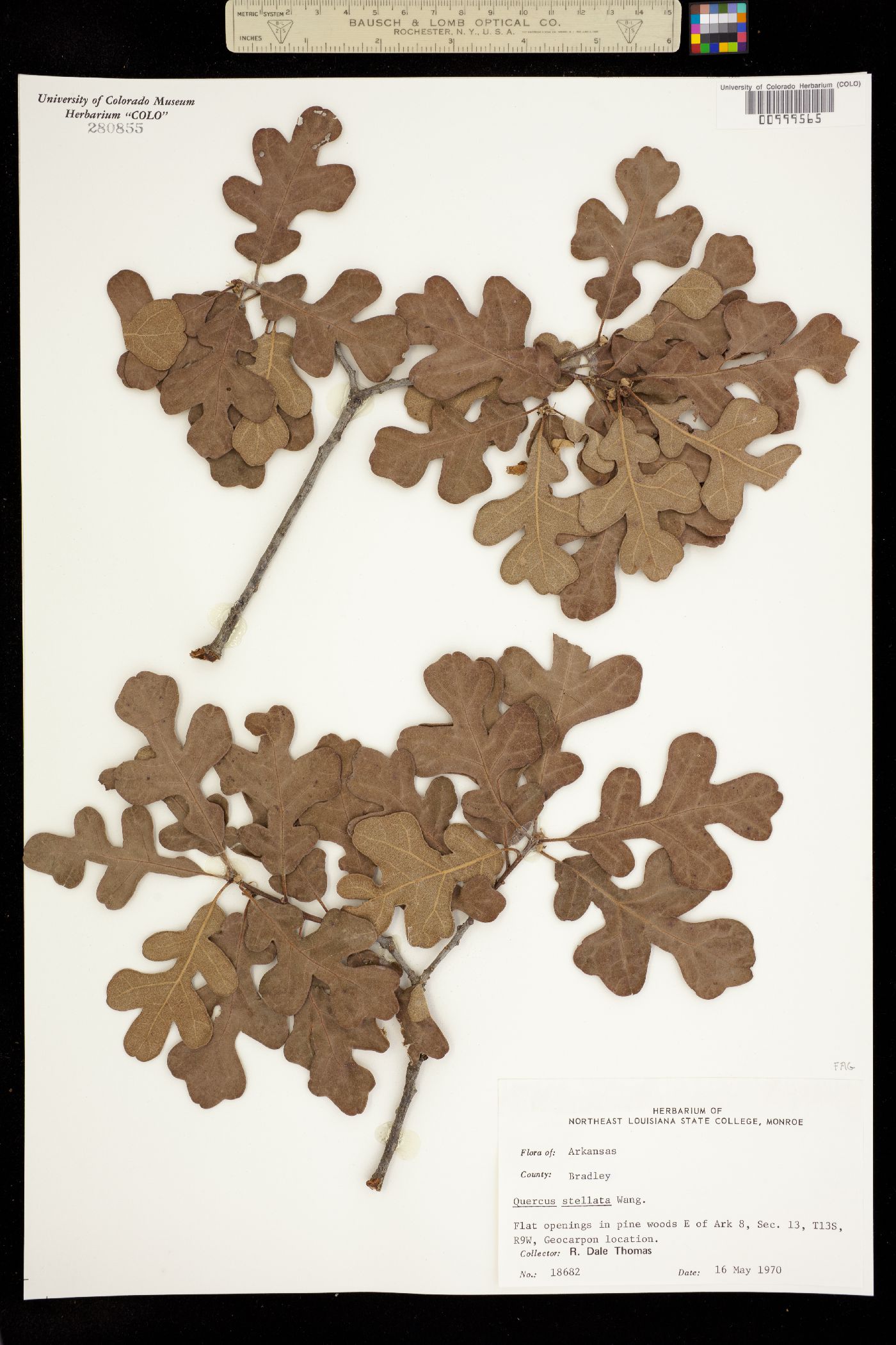 Quercus stellata image