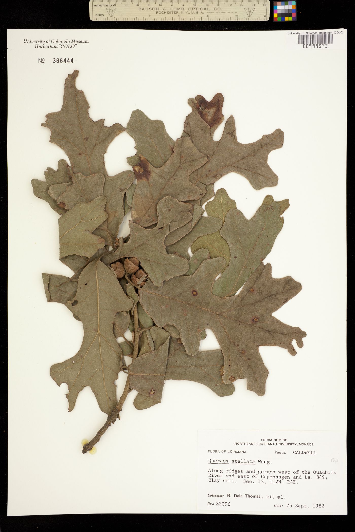 Quercus stellata image