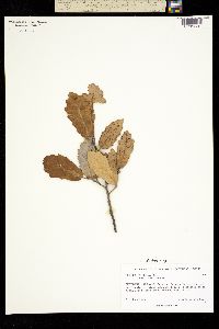 Quercus sideroxyla image