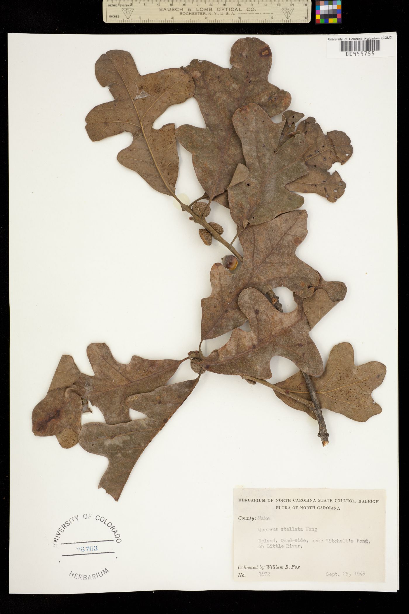 Quercus stellata image