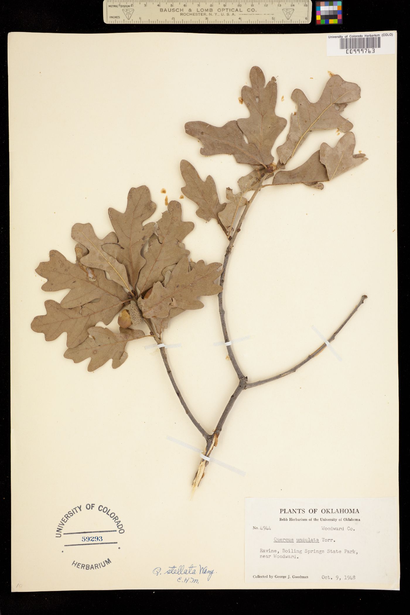 Quercus stellata image