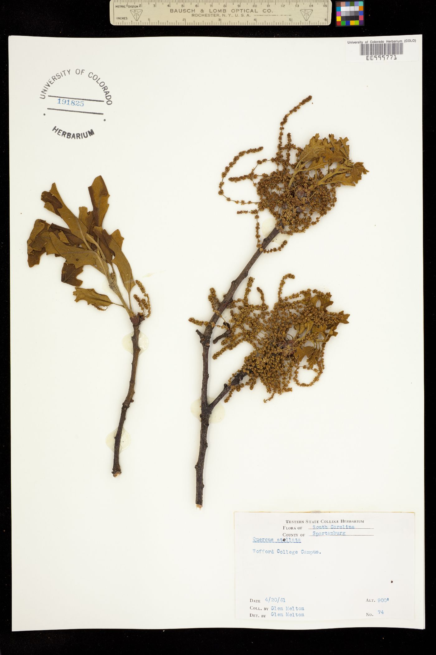 Quercus stellata image
