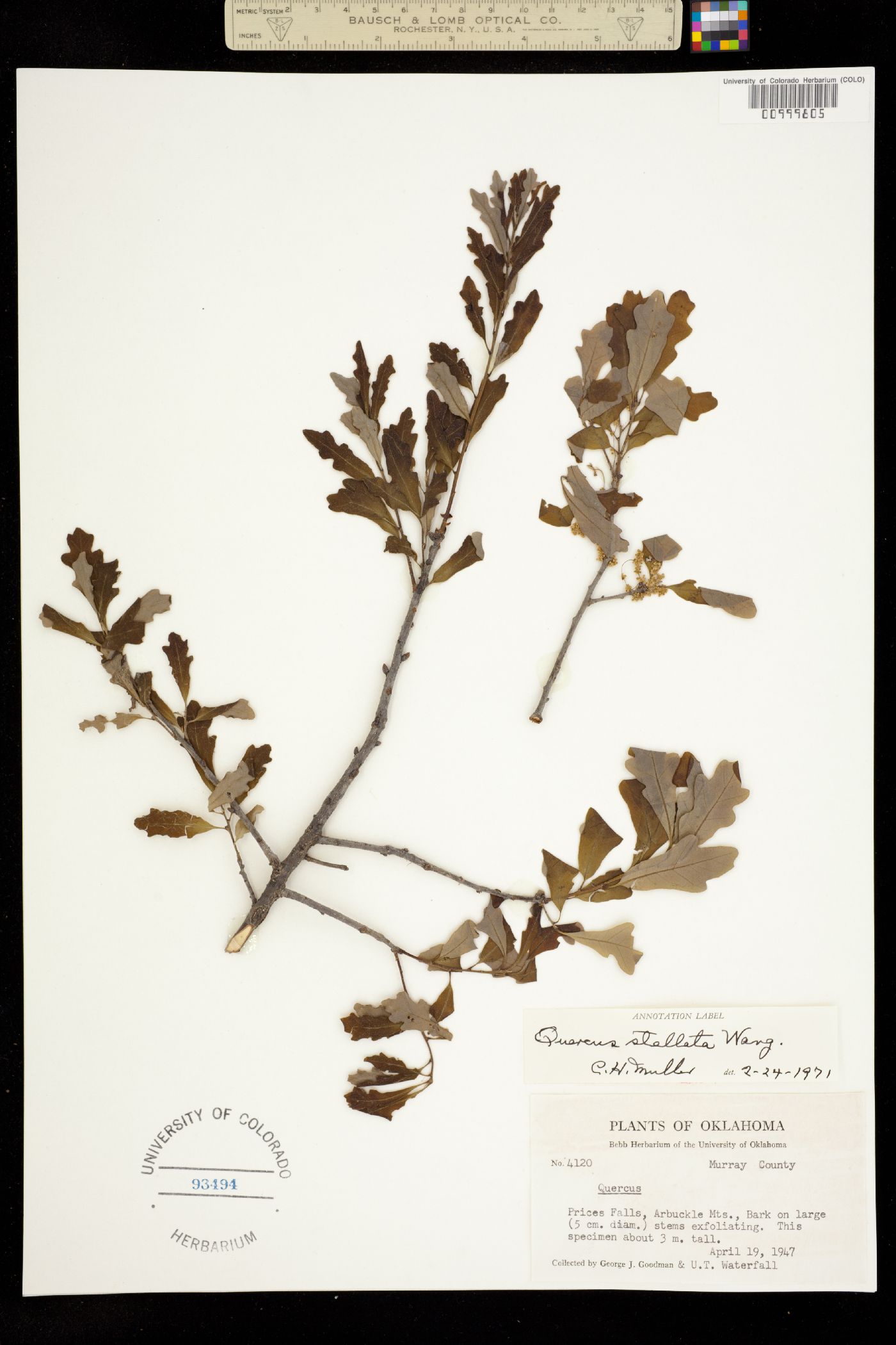 Quercus stellata image