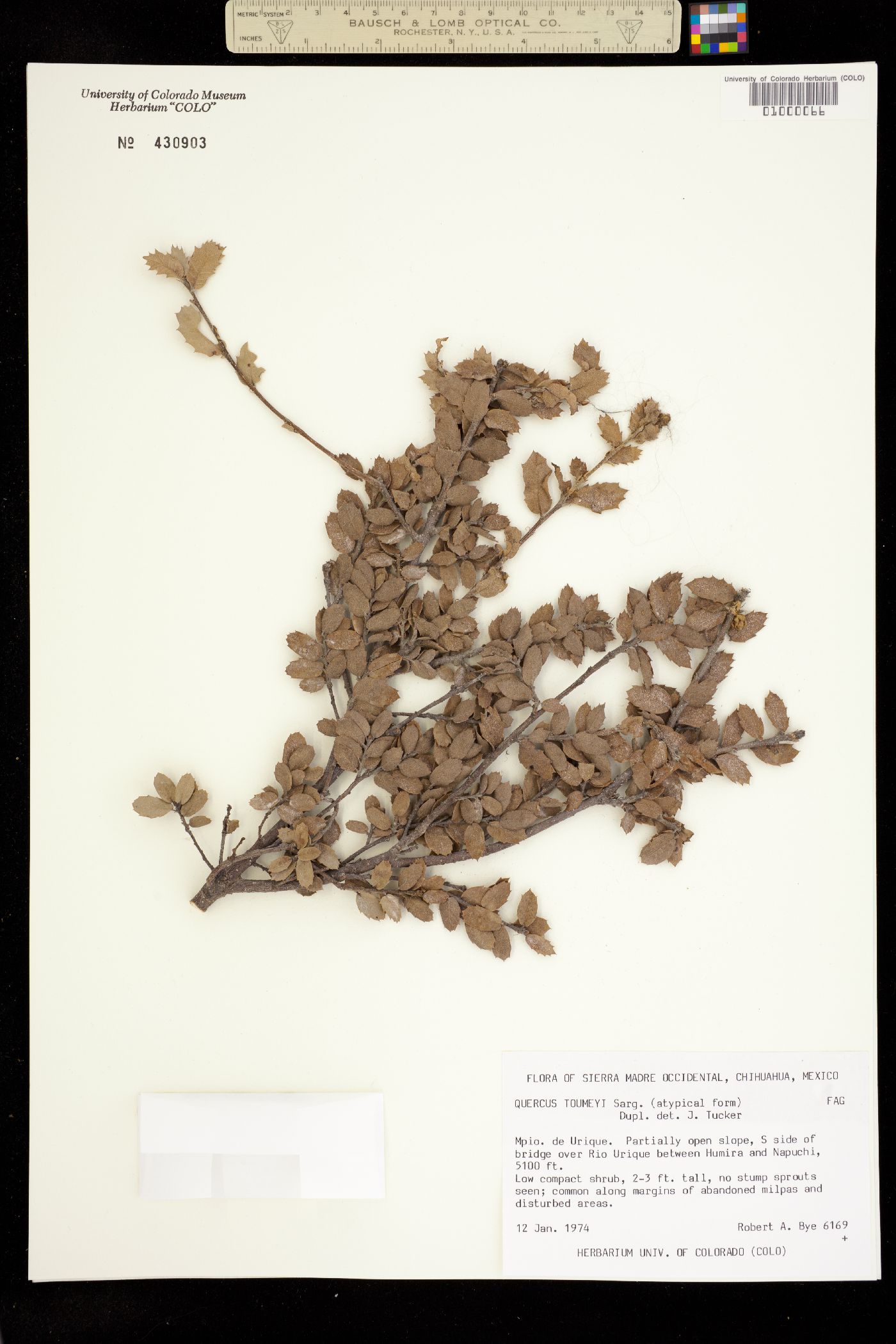 Quercus toumeyi image