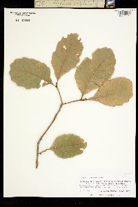 Quercus tuberculata image