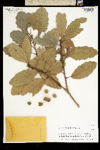 Quercus tuberculata image