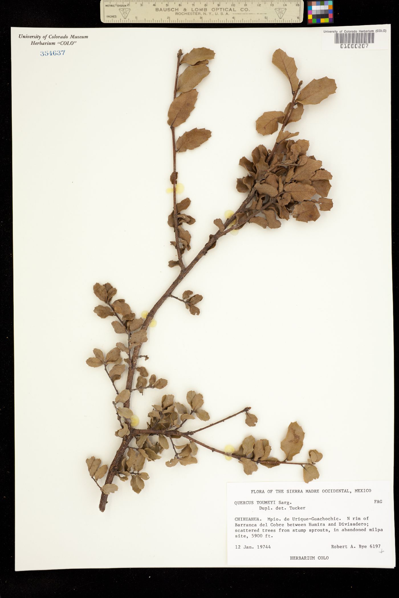 Quercus toumeyi image