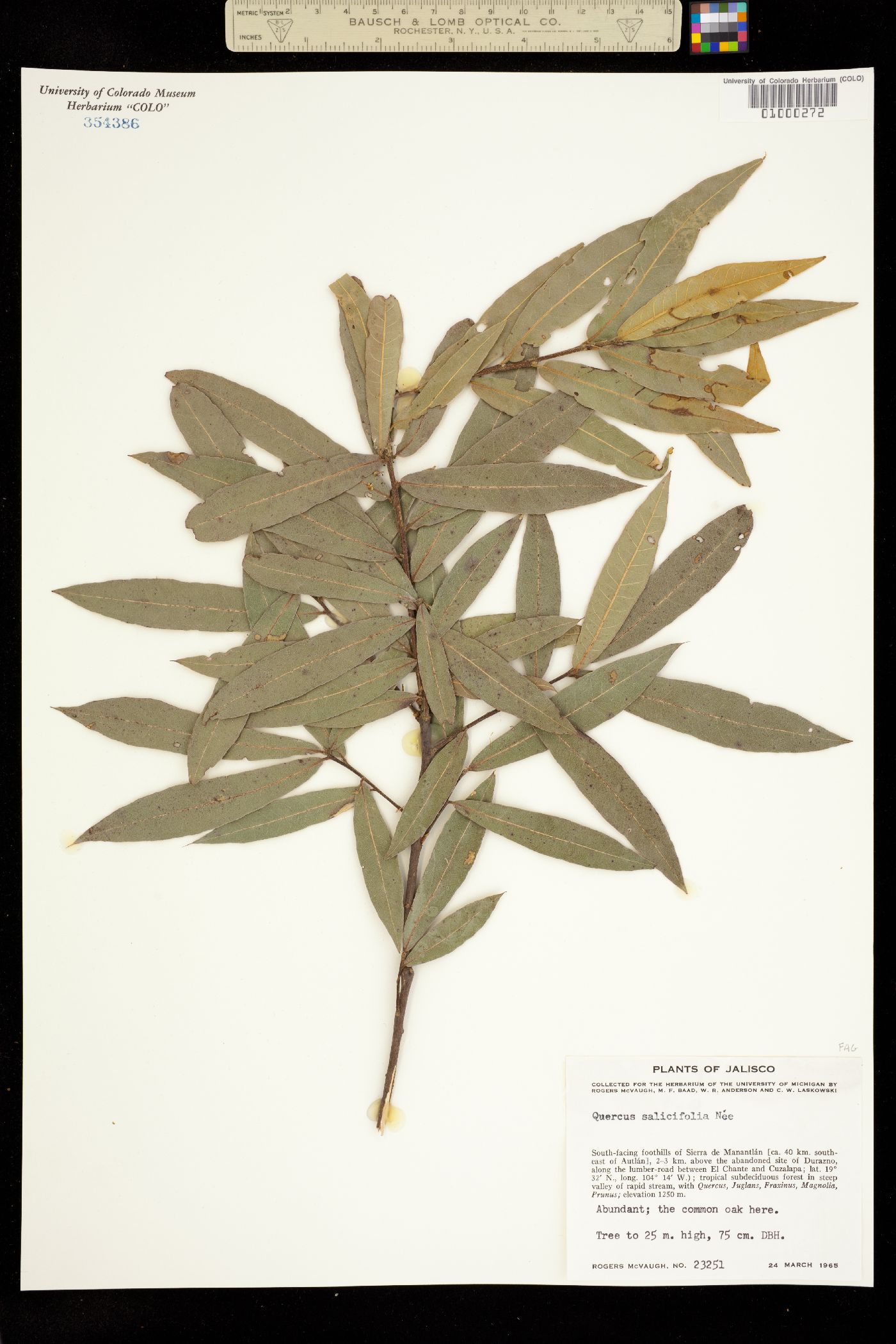Quercus salicifolia image