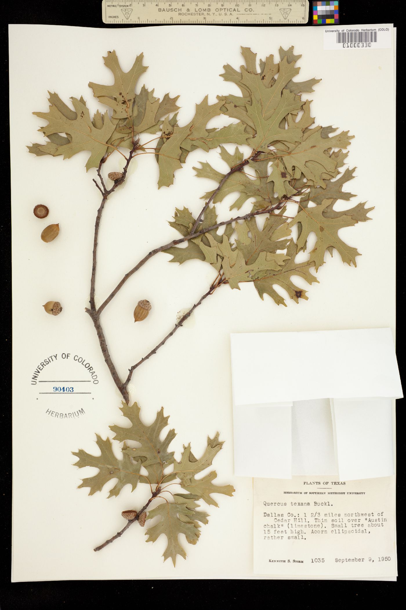 Quercus texana image