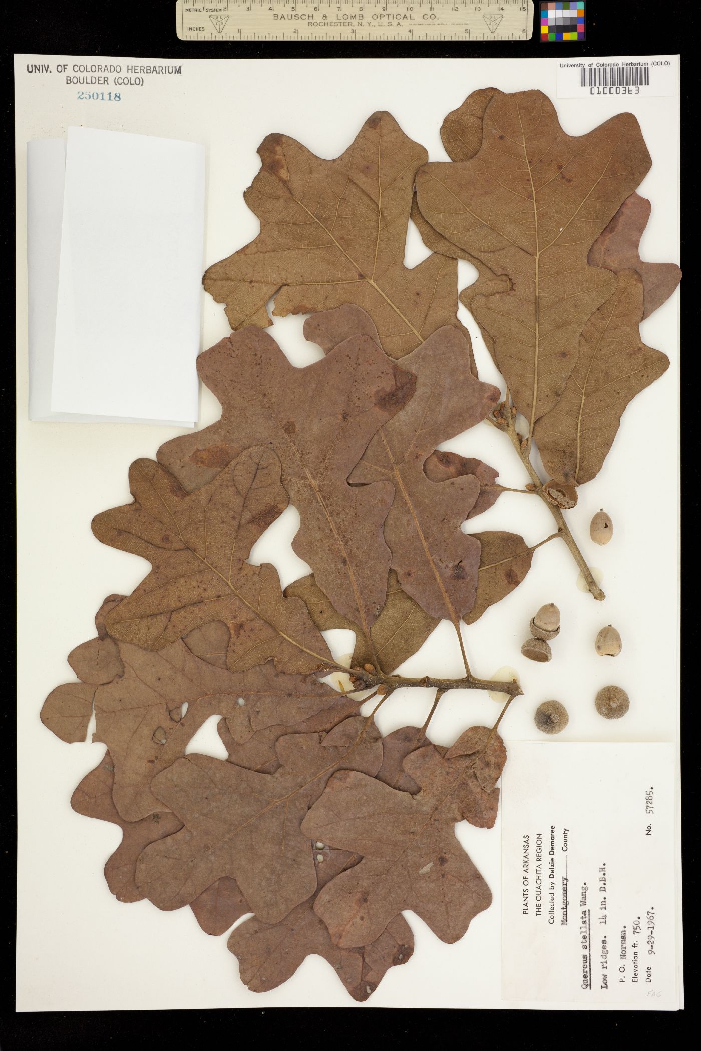 Quercus stellata image