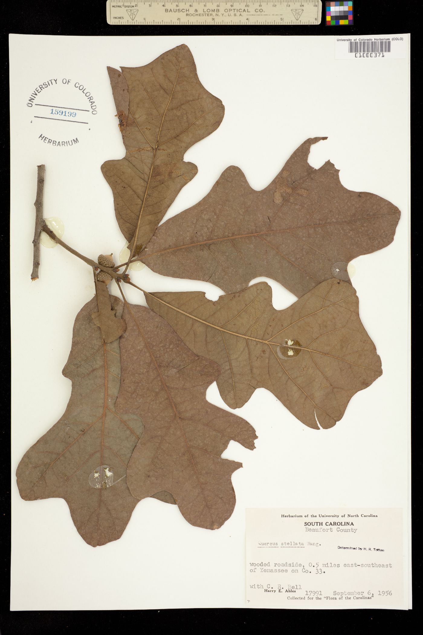Quercus stellata image