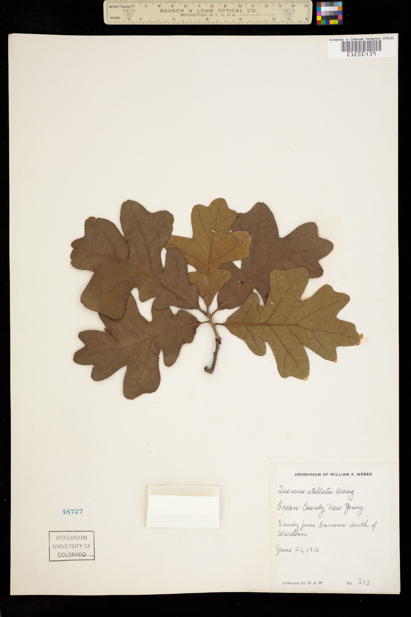 Quercus stellata image