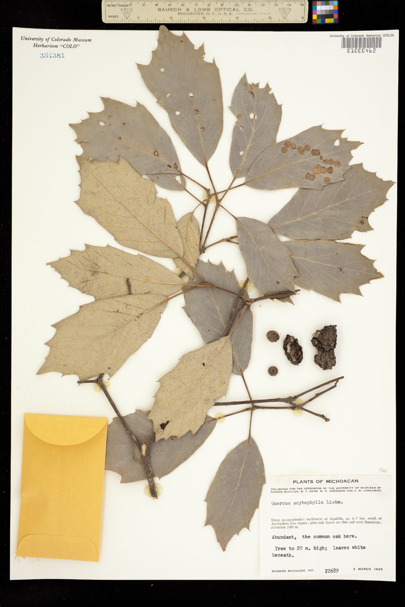 Quercus scytophylla image