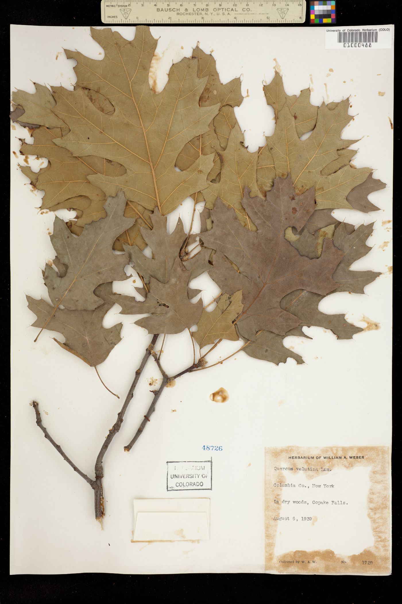 Quercus velutina image