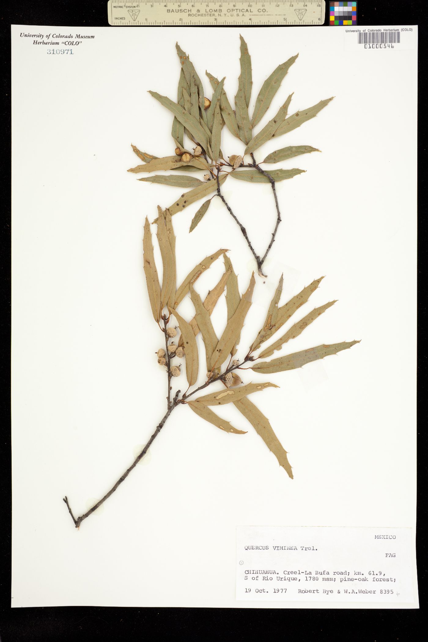 Quercus viminea image
