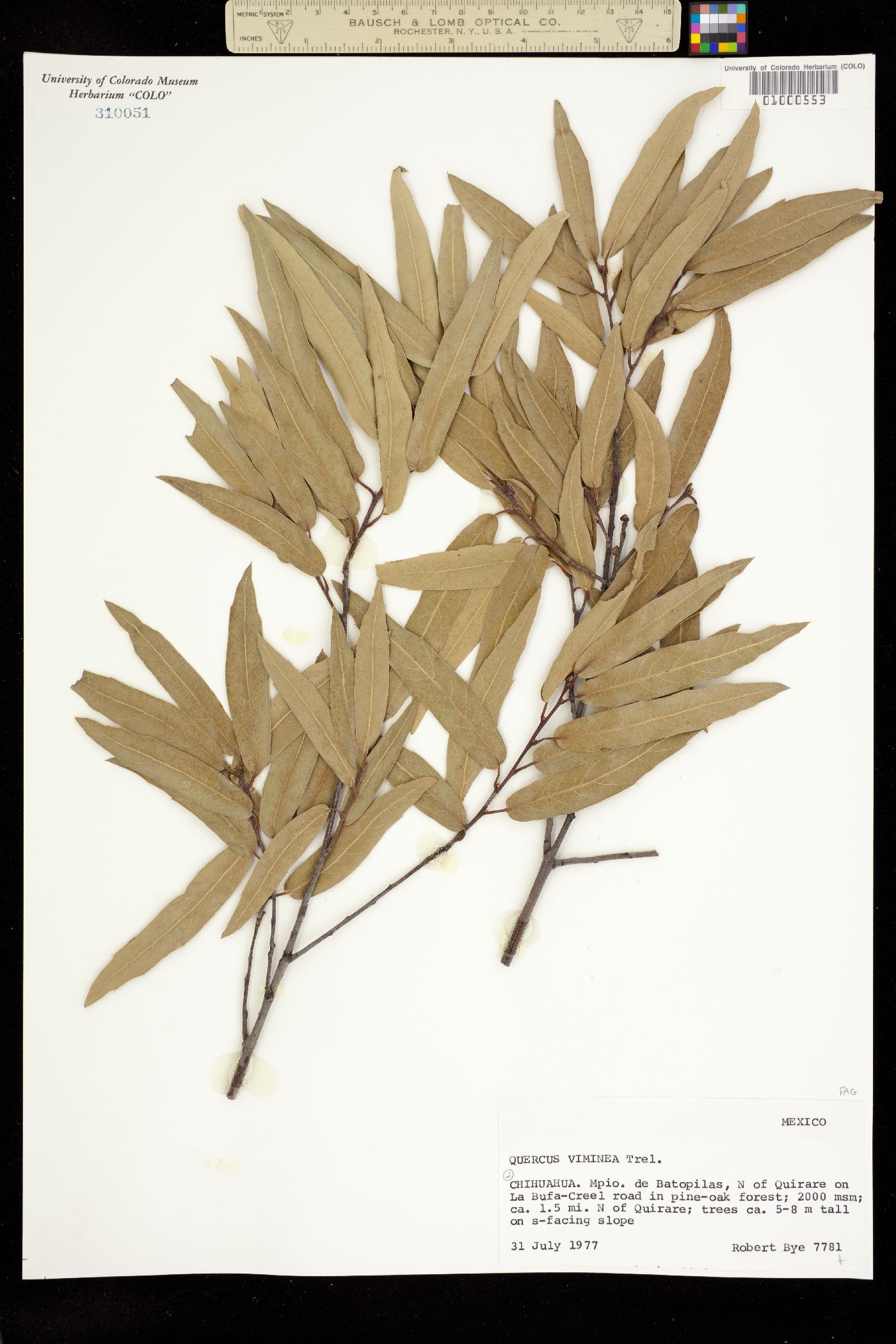 Quercus viminea image