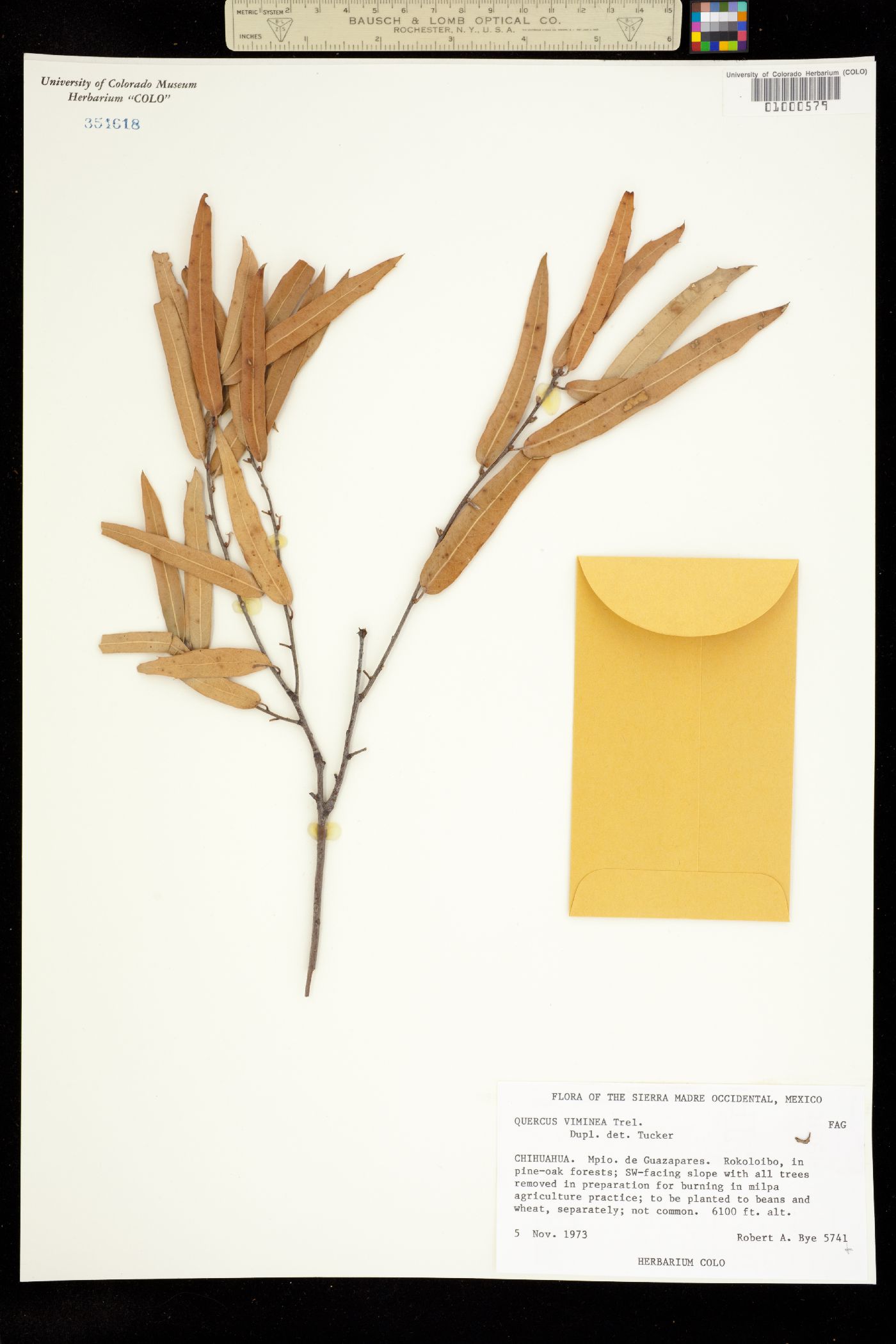 Quercus viminea image