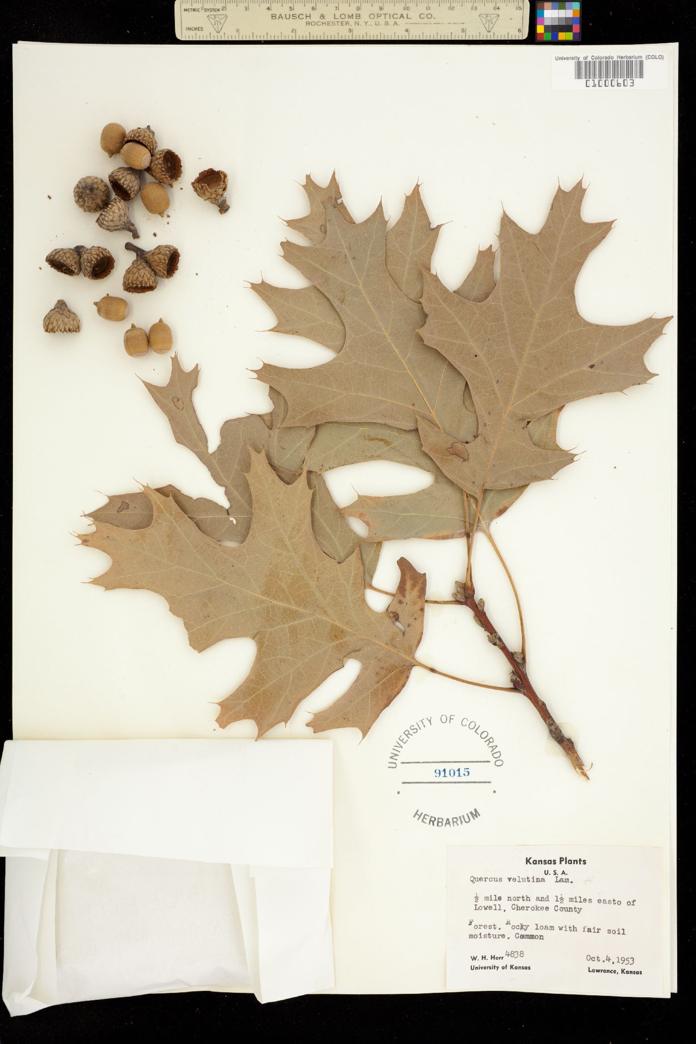 Fagaceae image