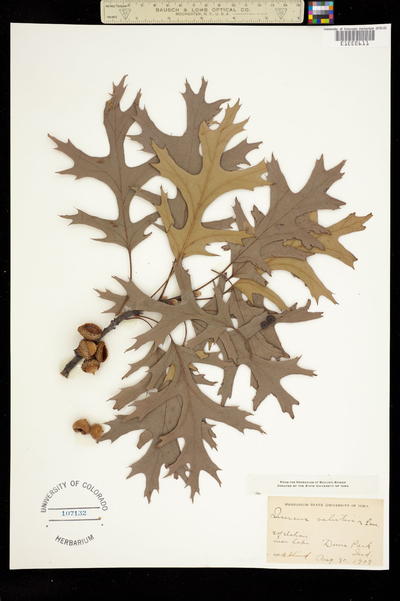 Quercus velutina image