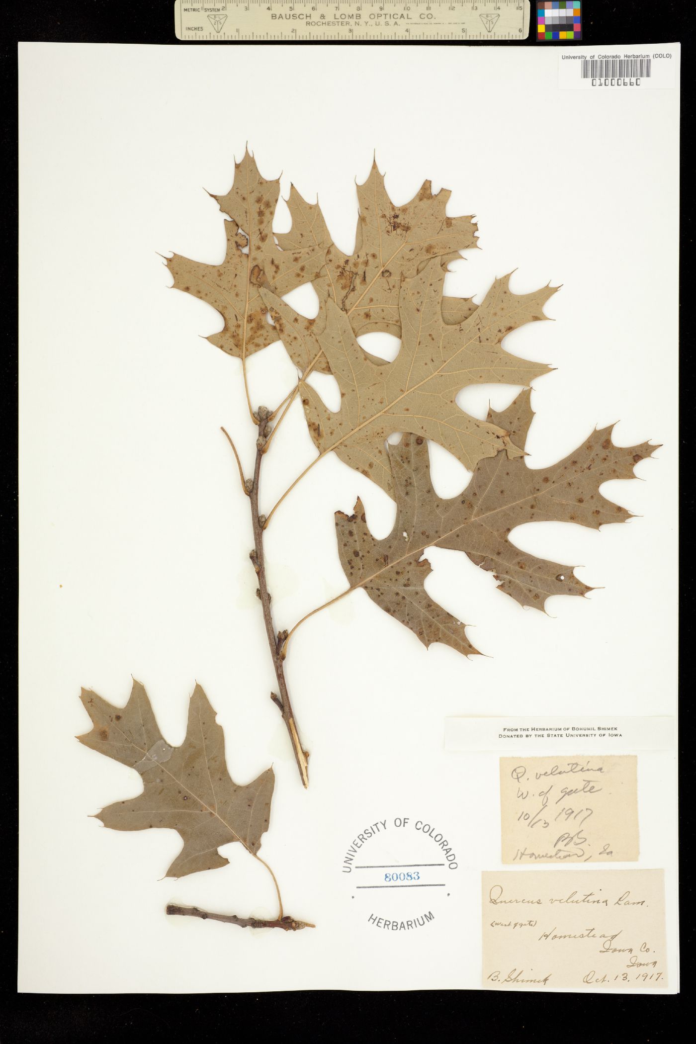 Quercus velutina image