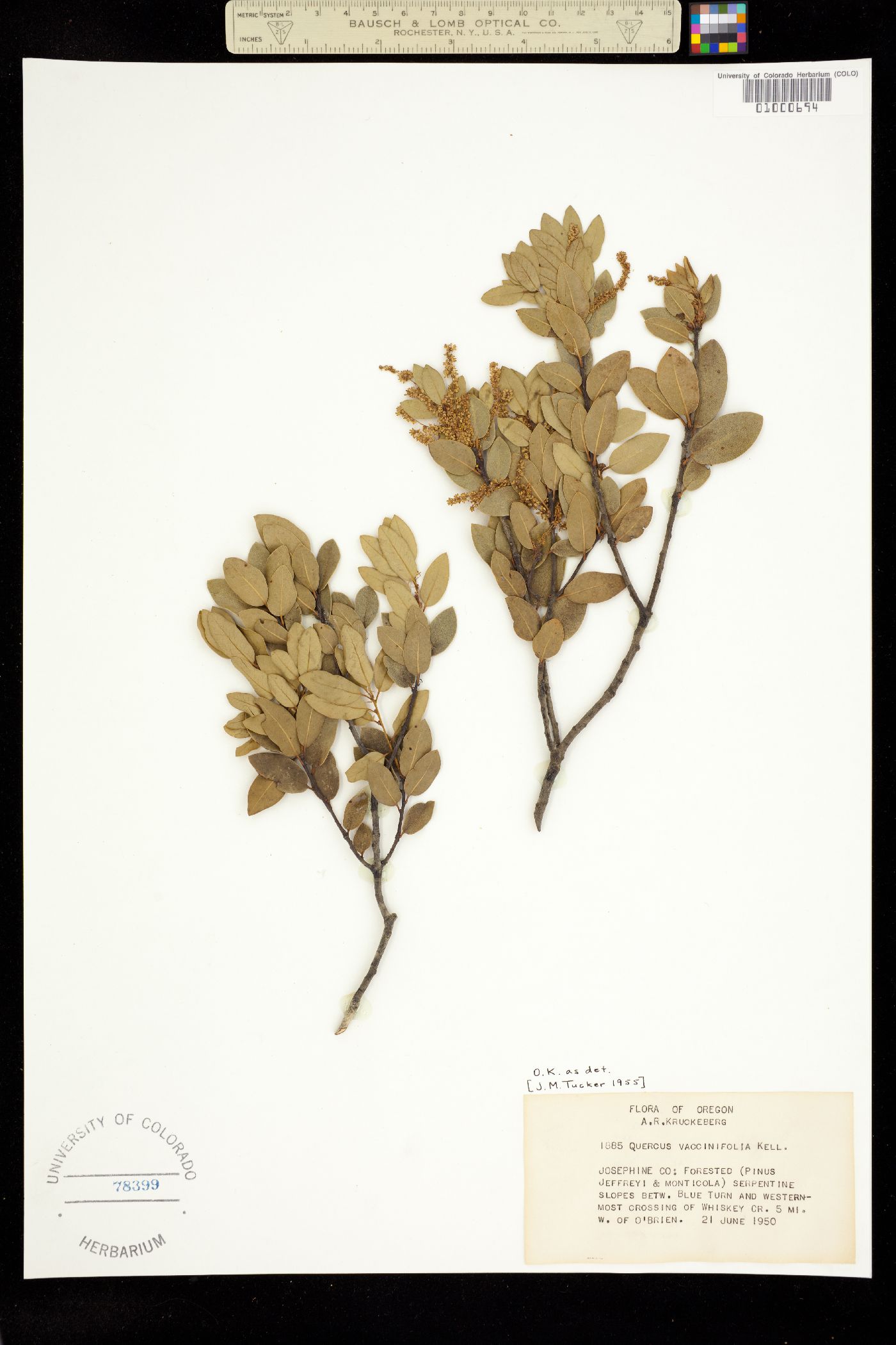 Quercus vacciniifolia image