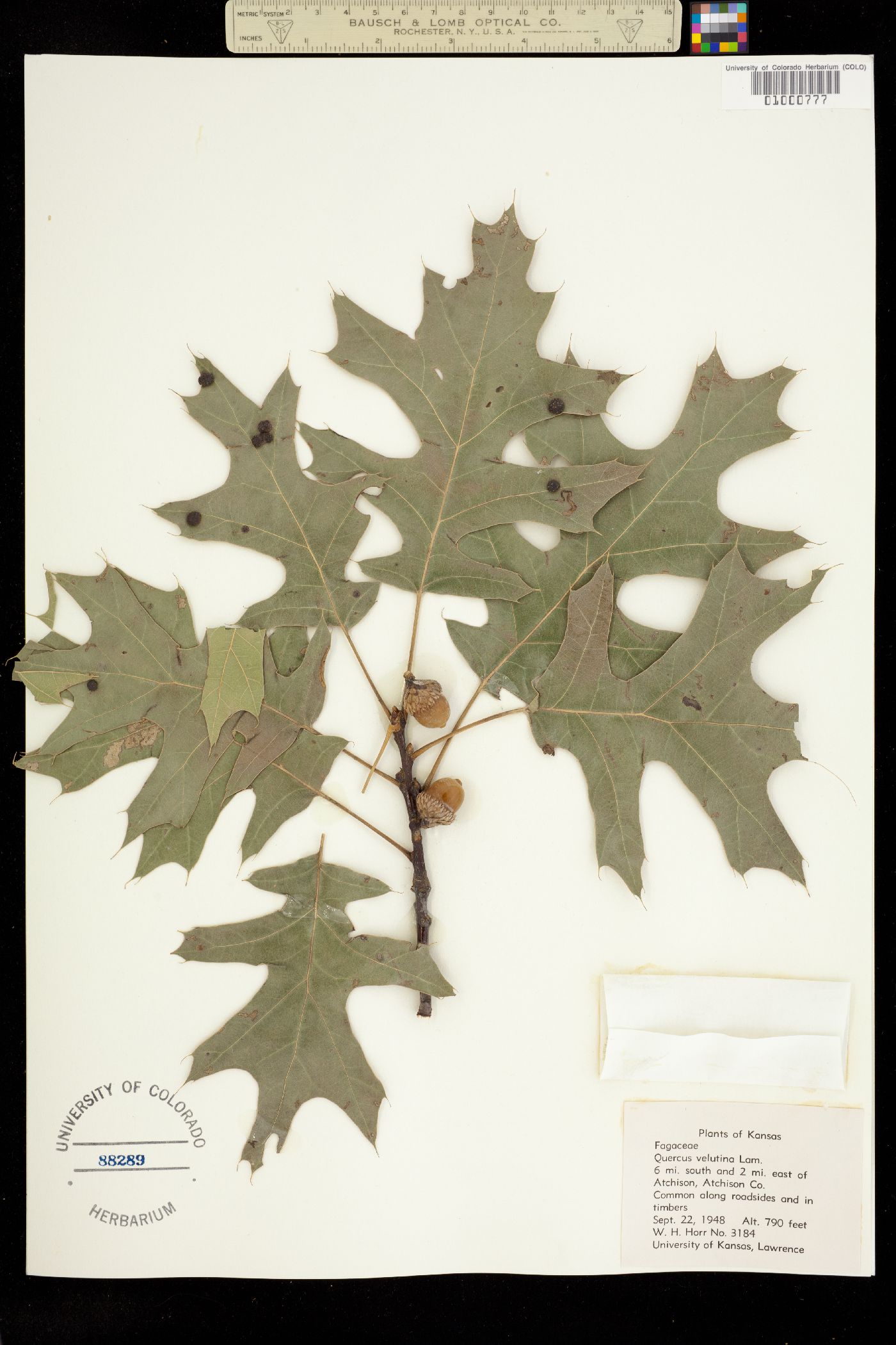 Quercus velutina image