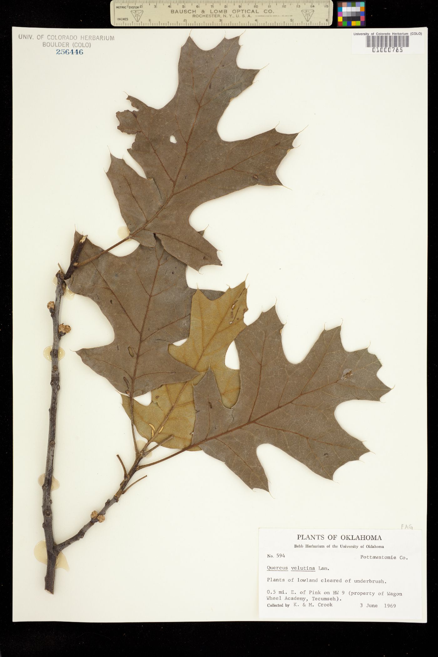 Quercus velutina image