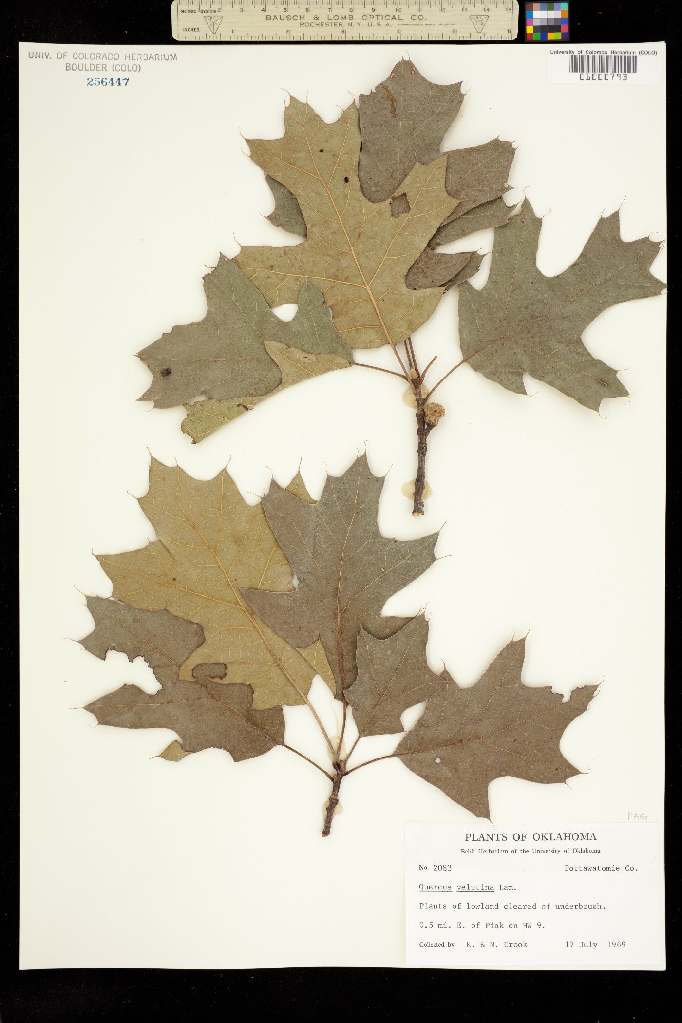 Quercus velutina image