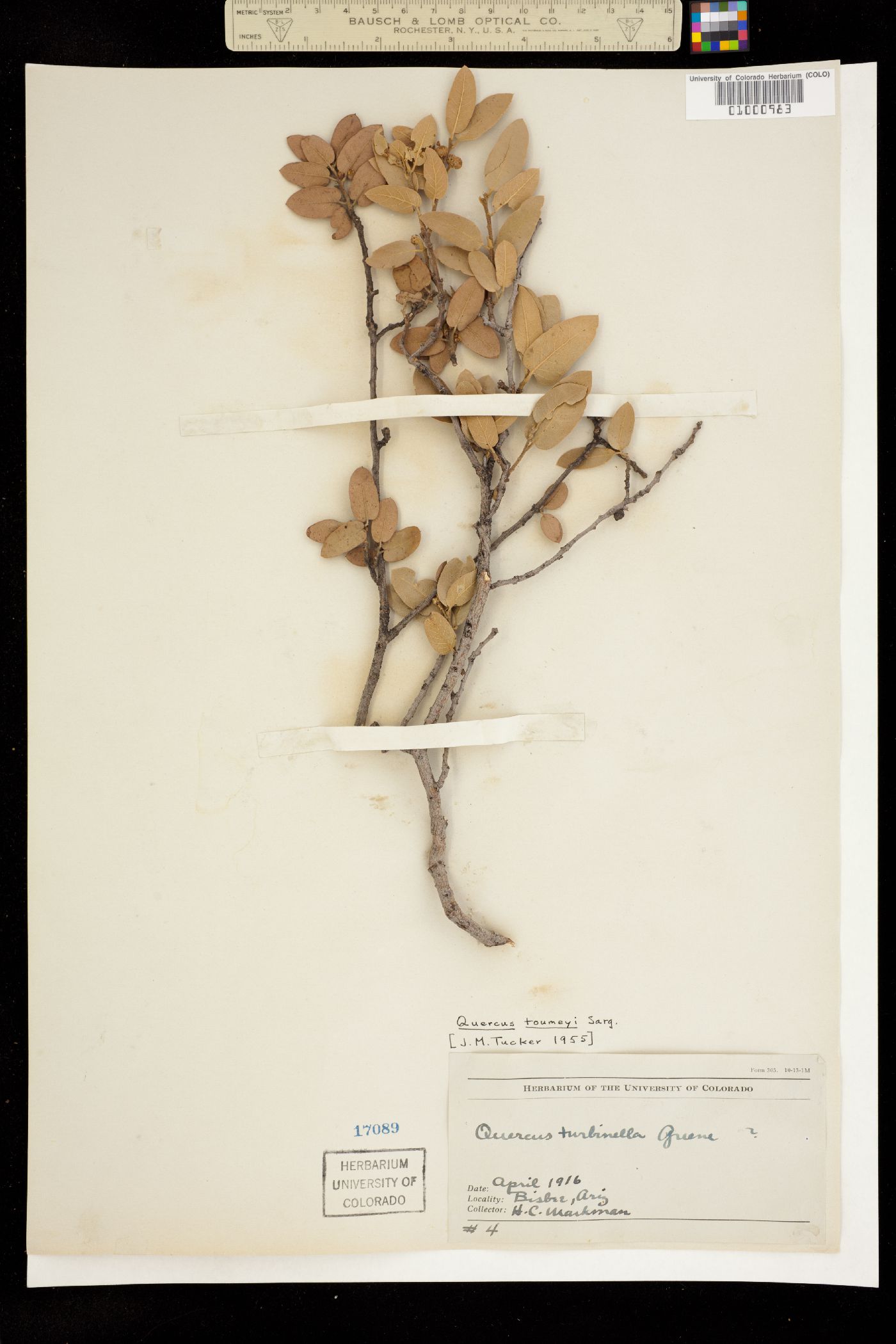 Quercus toumeyi image