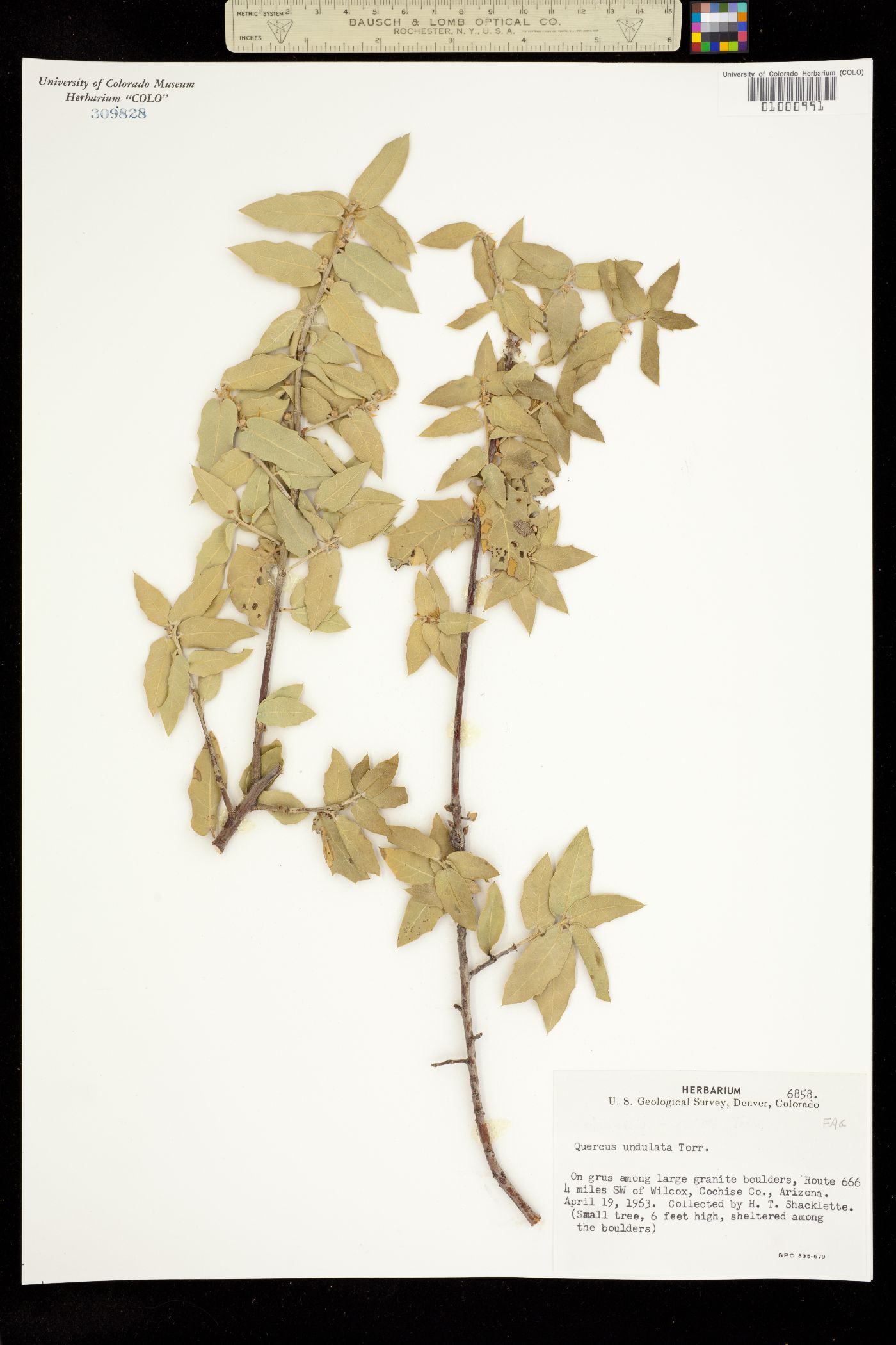 Quercus X undulata image