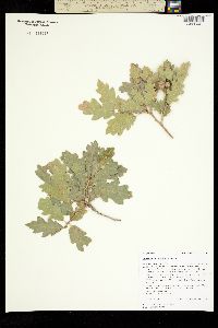 Quercus X undulata image