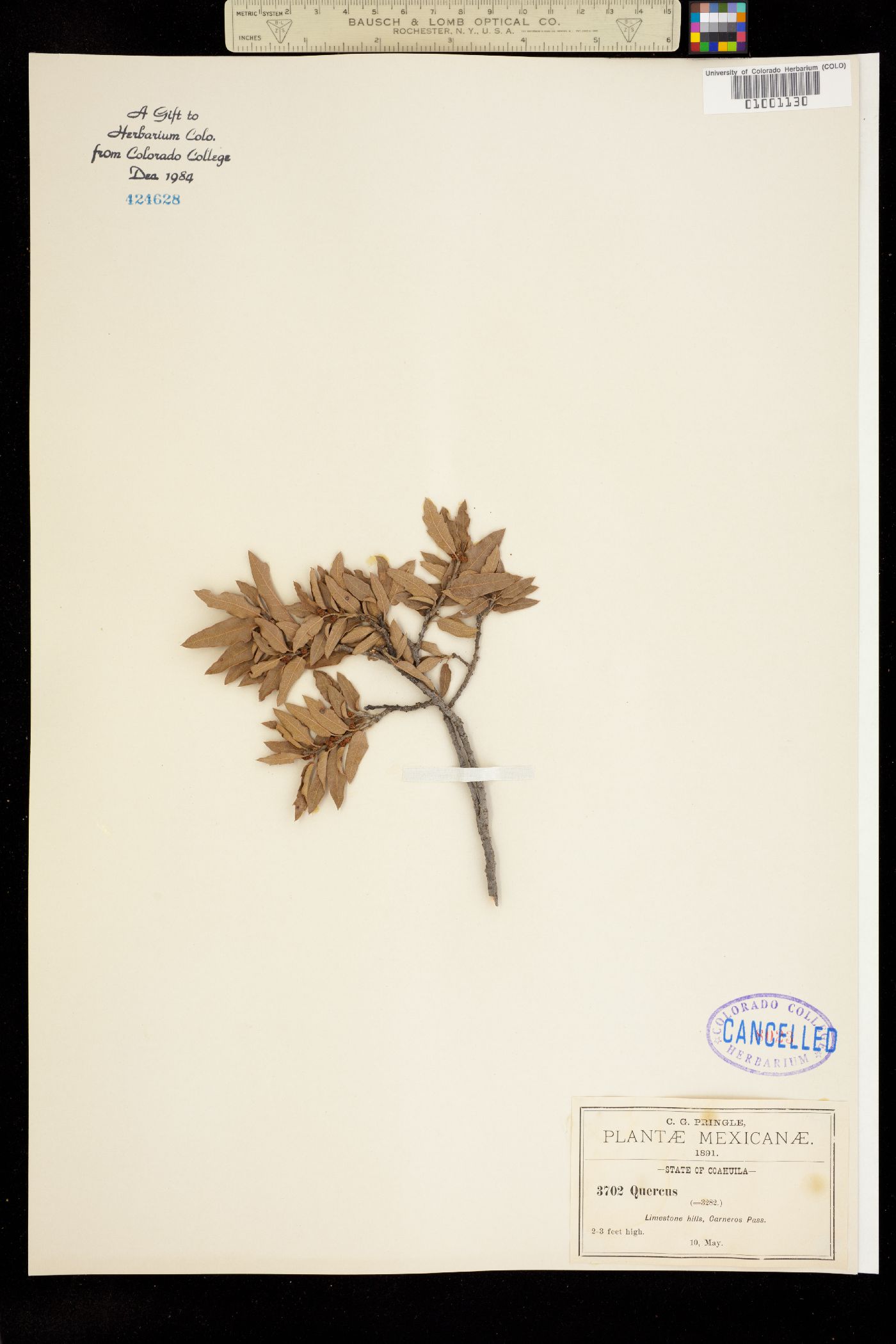 Quercus sp. image