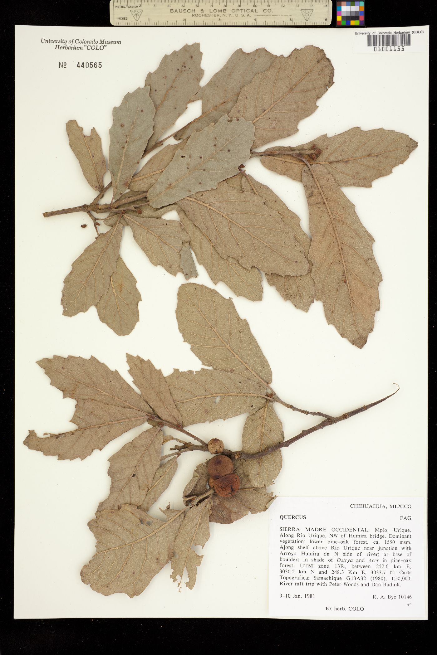 Quercus sp. image