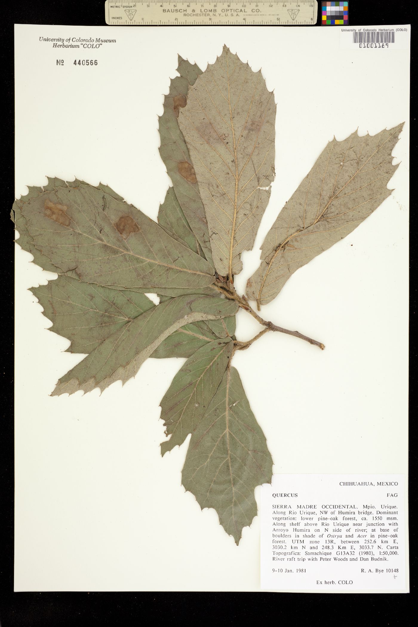 Quercus sp. image