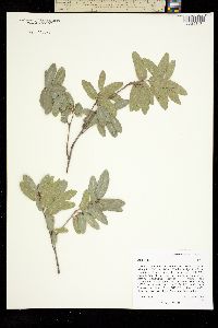 Quercus sp. image