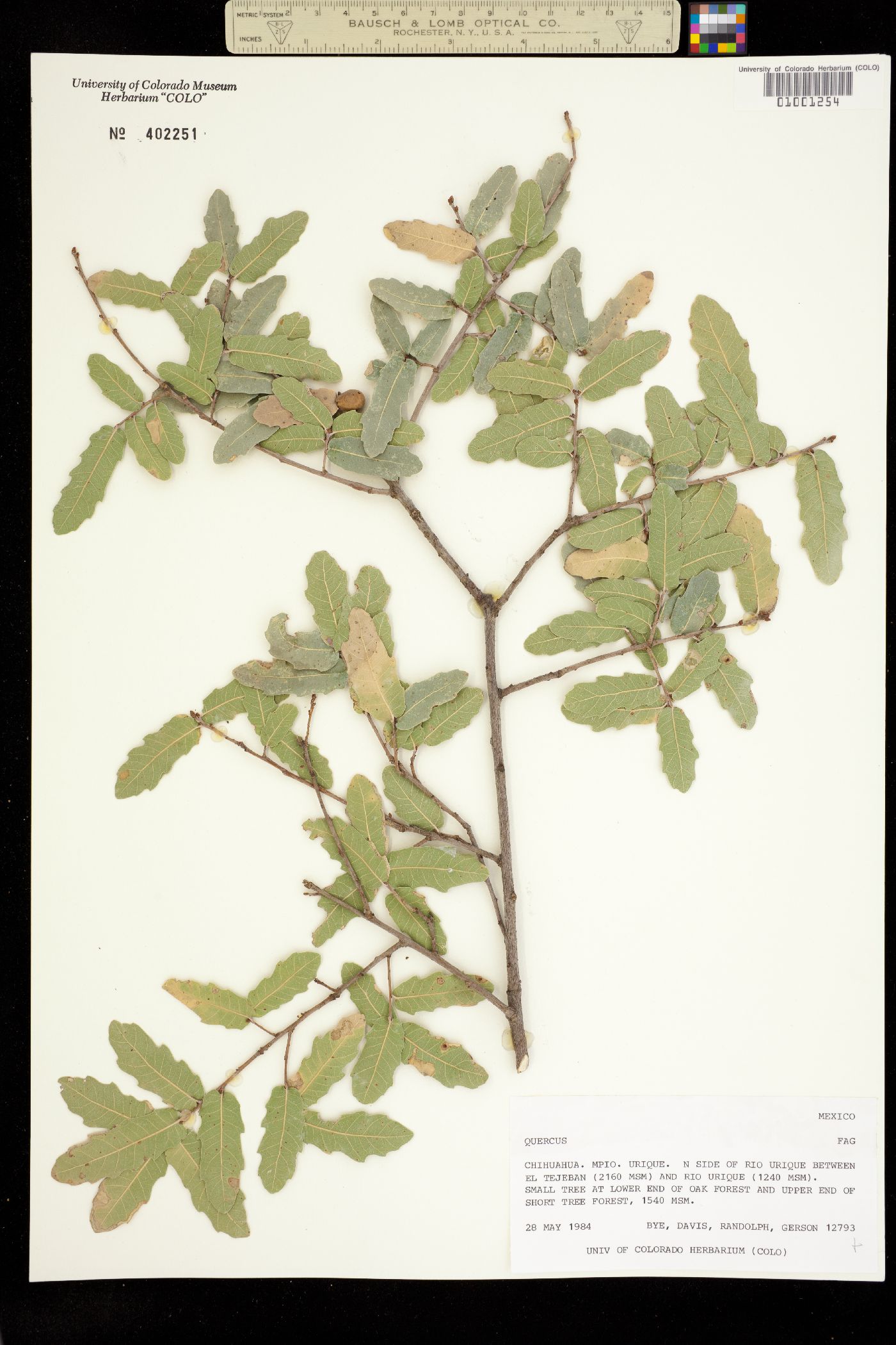 Quercus sp. image