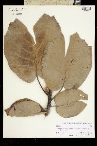 Image of Quercus sp.